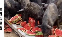 真实吃瓜现场视频大全免费观看,一网打尽热门事件瞬间